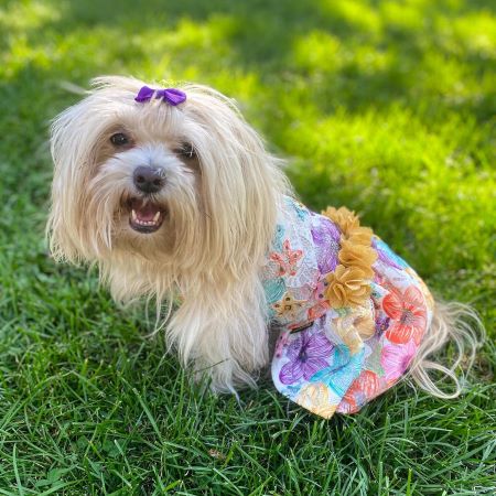 Shichon in a Charming Dog Dress with Flowers Prints - Fitwarm Dog Clothes