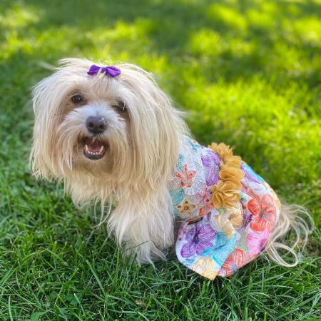 Shichon in Charming Dog Dress with Flower Prints - Fitwarm Dog Clothes