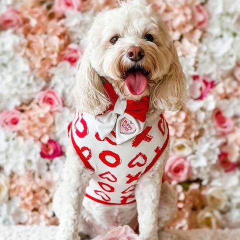 Cavoodle in a Valentine XOXO Dog Shirt - Fitwarm Dog Clothes