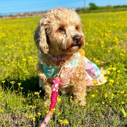 Cavapoo in Cute Dog Dress with Flower Prints - Fitwarm Dog Clothes