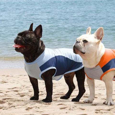 Französische Bulldoggen im UV-Sonnenschutz-Shirt