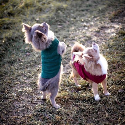 Chihuahuas in Red and Green Dog Fleece Sweaters - Fitwarm Dog Clothes