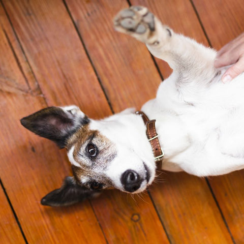 Rat Terrier Characteristics - Fun Facts about Dogs - Fitwarm