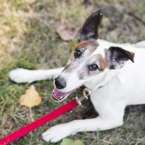 Rat Terrier Characteristics - Fun Facts about Dogs - Fitwarm