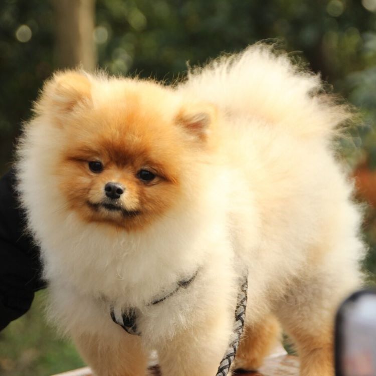Pomeranian in a Lion Haircut - Fitwarm Dog Clothes