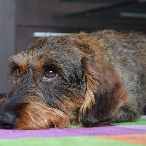 Wire-Haired Dachshunds