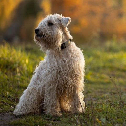 Common Health Issues of Soft Coated Wheaten Terriers - Fitwarm Dog Clothes