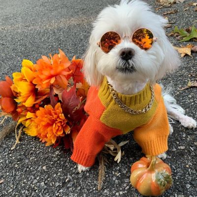 Maltese in Color Block Dog Sweaters