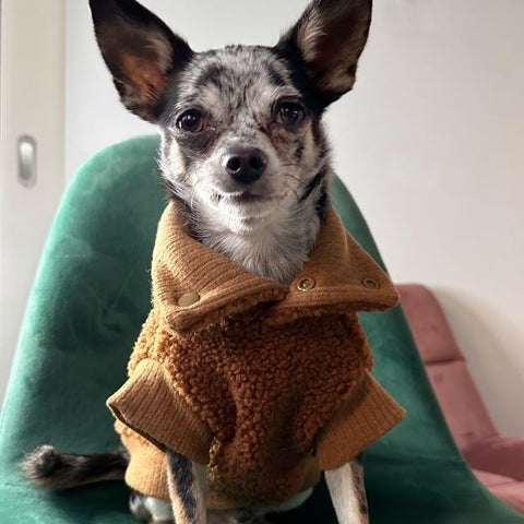 Chihuahua in Turtleneck Thermal Dog Coats