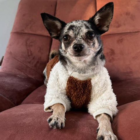 Chihuahua im Hundefleecepullover