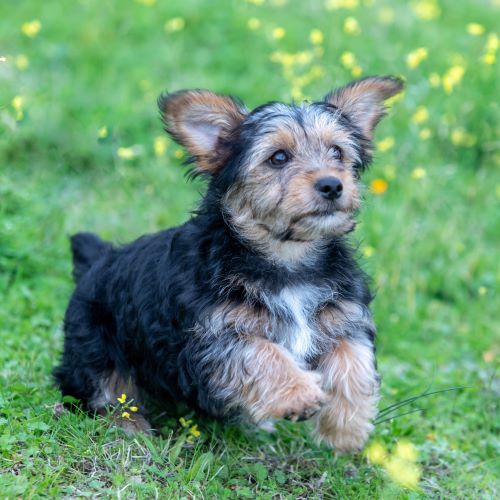 Appearance of a Shorkie - Fitwarm Dog Clothes