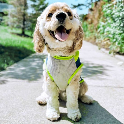 Cockapoo in a Sunproof Dog Shirt - Fitwarm Dog Clothes