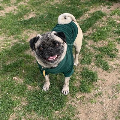 Pug in a Turtleneck Dog Sweater
