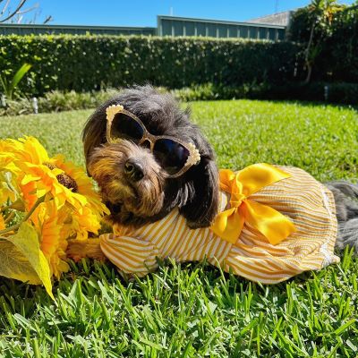 Cute Yellow Striped Dog Dress
