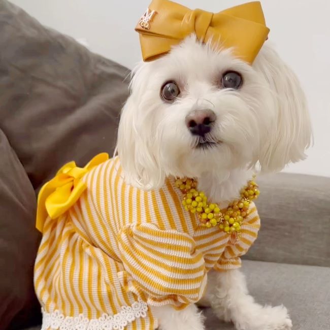 Yellow Striped Dog Dress