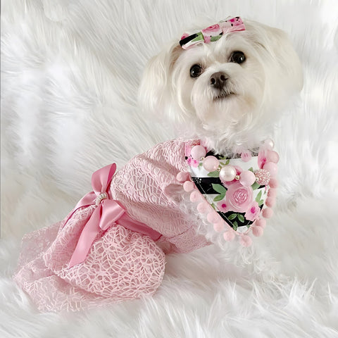 Morkie in a prince-style dress