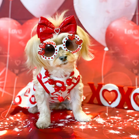 Morkie showing some love in XOXO dress