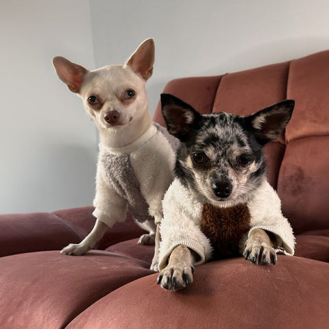 Chihuahua in fleece dog sweaters
