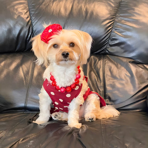 Morkie in a polka dot dress