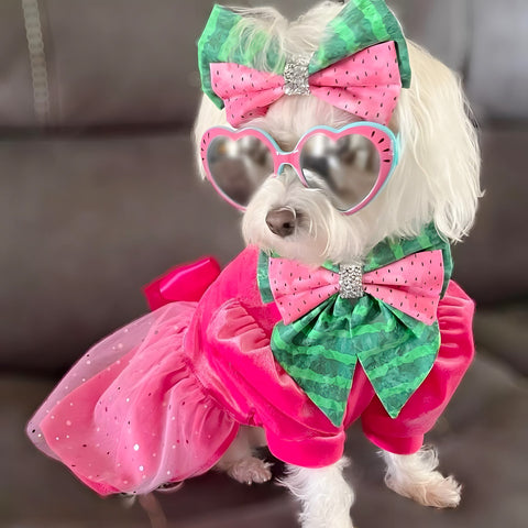 Morkie in a sparkly dress