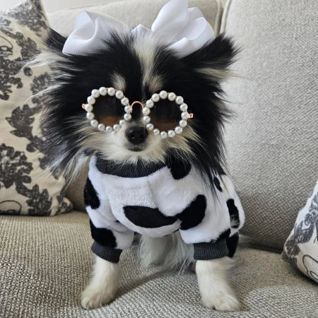 Pomeranian in a Cute Black and White Dog Pajamas - Fitwarm Dog Clothes