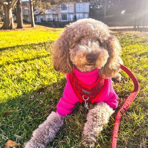 Poodle in Rose Red Dog Sweaters