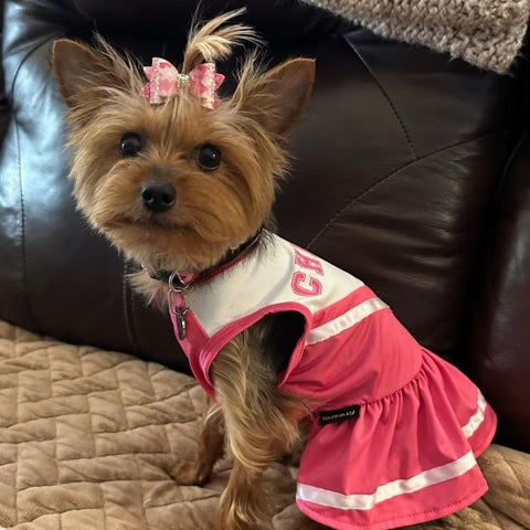 Yorkie in a Cheerleader Dog Dress