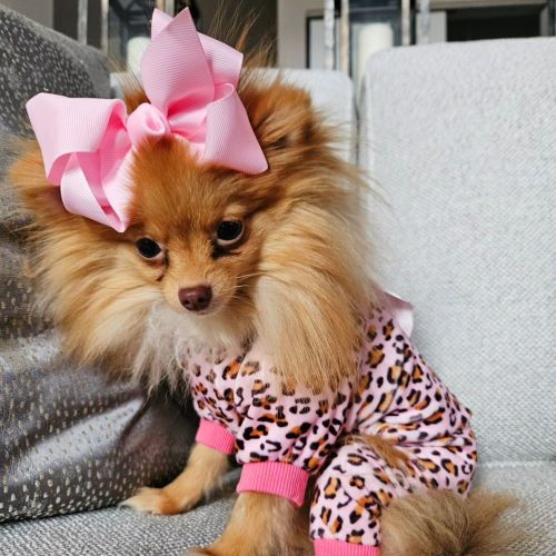 Pomeranian in a Pink Dog Pajamas with Leopard Patterns - Fitwarm Dog Clothes