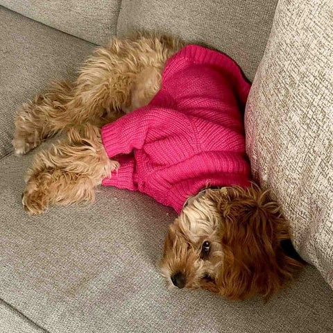 Cavapoo in Pink Knitted Dog Sweaters