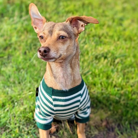 Dog in a Cozy Green Dog Pajamas - Fitwarm Dog Clothes