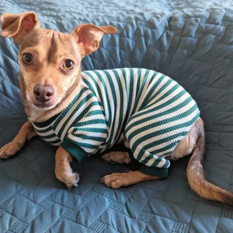 Dog in a Green Dog Pajamas with Waffle Stripes - Fitwarm Dog Clothes