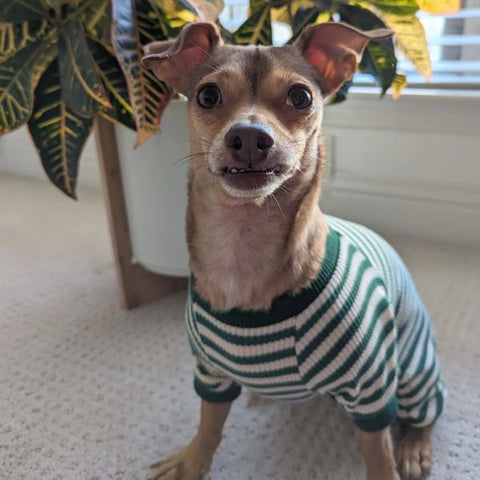 Dog in a Waffle Striped Dog Pajamas