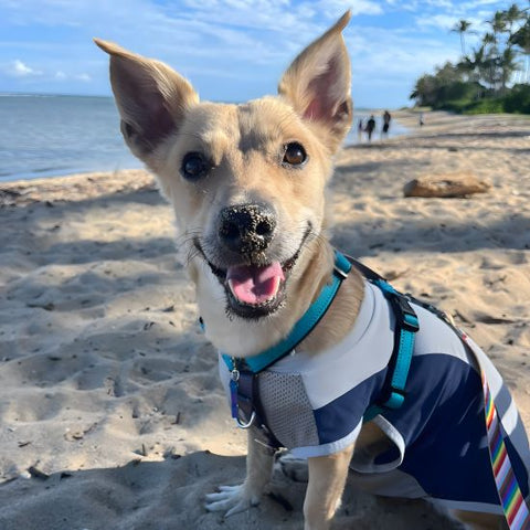 Dog in a UV Sun Protection Dog Shirt