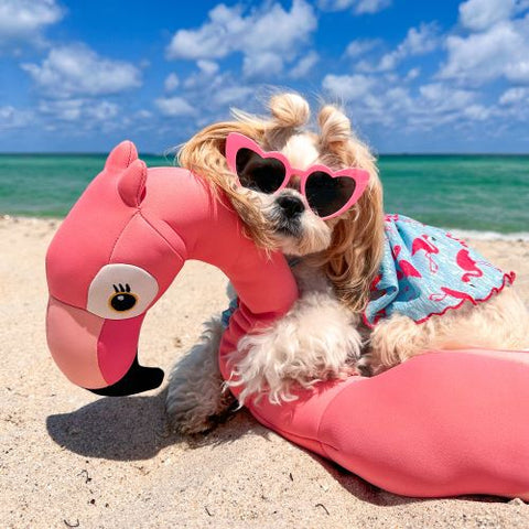 Shih Tzu in a Flamingo Dog Dress