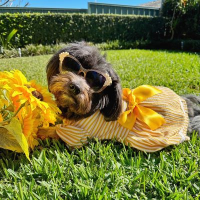 Havanese in a Dog Dress with Yellow Bowknot - Fitwarm Dog Clothes