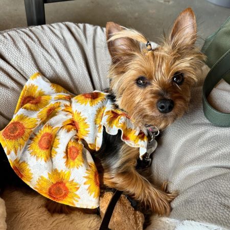 Yorkie in a Sunflower Dog Dress