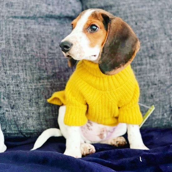 Winter Turtleneck Sweater for Dogs - Fitwarm Dog Clothes