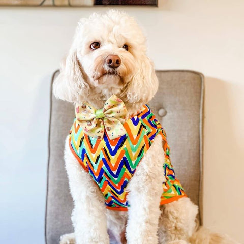 Cavoodle in a Dog Shirt with Multicolored Pattern - Fitwarm Dog Clothes