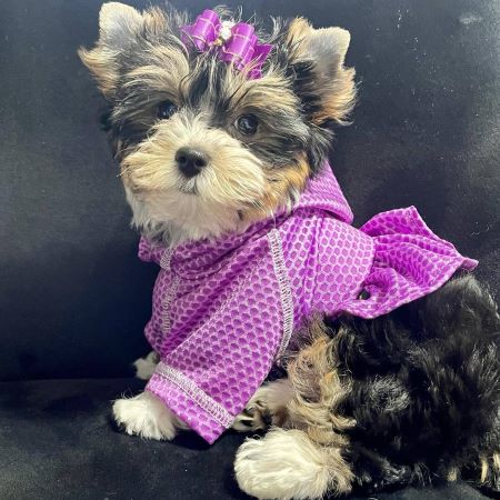 Purple Lightweight Dog Dress for Yorkie - Fitwarm Dog Clothes