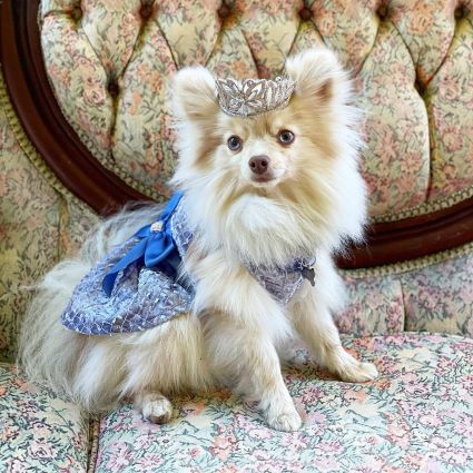 Pomeranian in a Blue Plaid Dog Dress - Fitwarm Dog Clothes