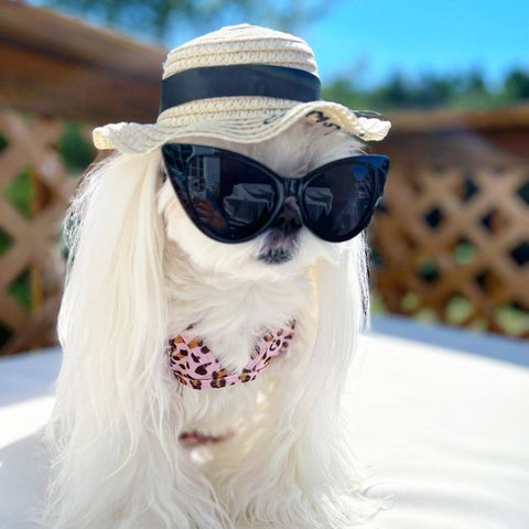 Maltese in a Leopard Dog Bikini