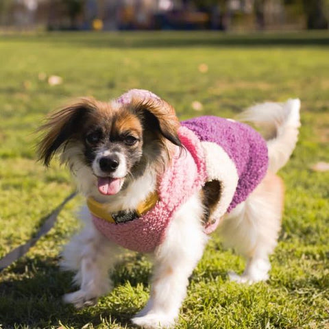 Dog in a Pink and Purple Cozy Dog Hoodie - Fitwarm Dog Clothes