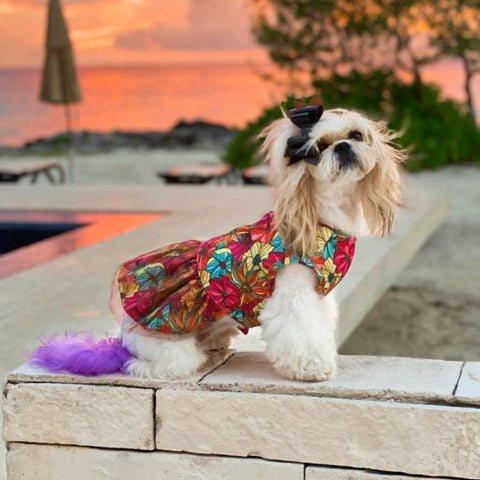 Shih Tzu in a Floral Dog Dress - Fitwarm Dog Clothes