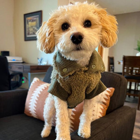 Cozy Turtleneck Dog Coat