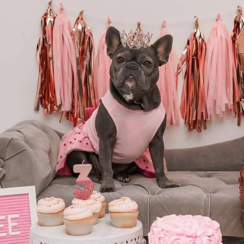 Frenchie in a Pink Dog Dress with Polka Dot - Fitwarm Dog Clothes