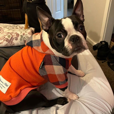 Boston Terrier in an Orange Plaid Dog Hoodie