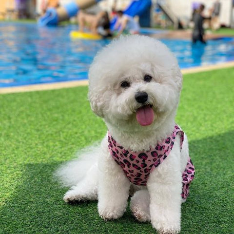 Bichon in a Leopard Dog Bikini