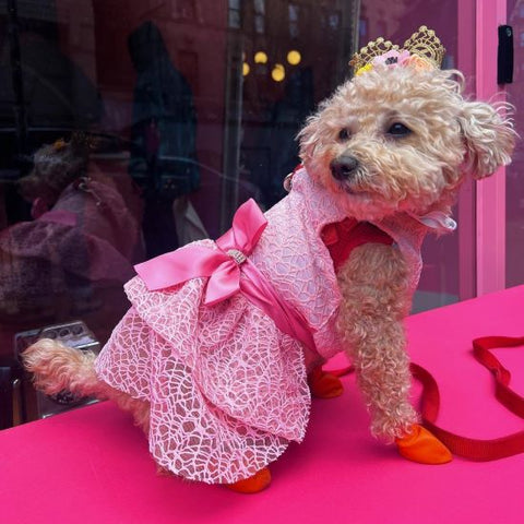 Maltipoo in a Fancy Tulle Pink Dress