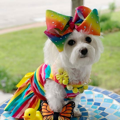 Morkie in a Easter Themed Rainbow Dog Dress - Rainbow Dog Costume - Fitwarm Dog Clothes