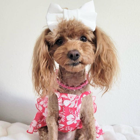 Poodle in a Tropical Floral Dog Dress